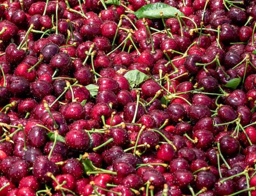 Washington cherry growers to vote on marketing order referendum