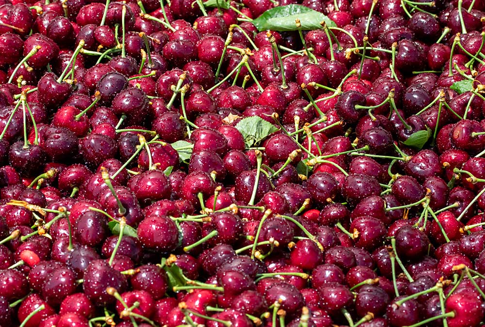 Tieton cherry harvest in Grandview, Washington, on June 21. (TJ Mullinax/Good Fruit Grower)