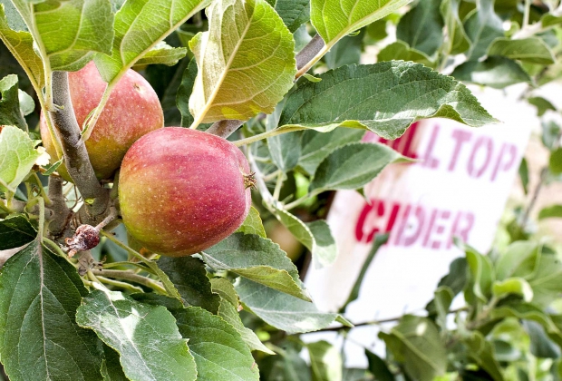 Tieton Cider Works' "Hilltop Cider" orchard in Yakima, Washington on September 3, 2014.(TJ Mullinax/Good Fruit Grower)