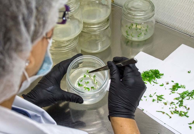 A worker carefully places tissue culture cuttings in a jar containing the appropriate nutrients and hormones to promote root growth. (Shannon Dininny/Good Fruit Grower)