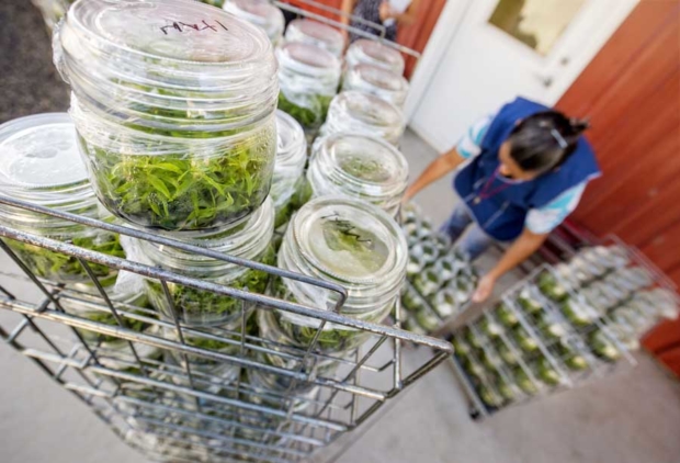 Jars containing tissue cultures are moved to a laboratory to propagate more plants. (TJ Mullinax/Good Fruit Grower)