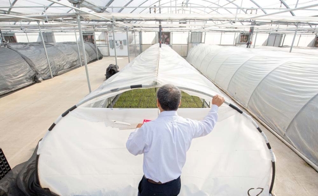 These acclimation hoop tunnels inside the greenhouse control temperature, humidity and light density for the tiny plants. Depending on the crop, plants are acclimated here for three to five weeks and then moved to the growing greenhouse. (TJ Mullinax/Good Fruit Grower)