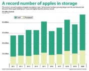 The nation’s annual inventory of apples recorded on June 1 of each year has been growing larger over the past decade, but this year’s fresh apple holdings are 15 percent higher than the previous record. (Source: USApple Market News, June 2020 Graphic: Jared Johnson/Good Fruit Grower)