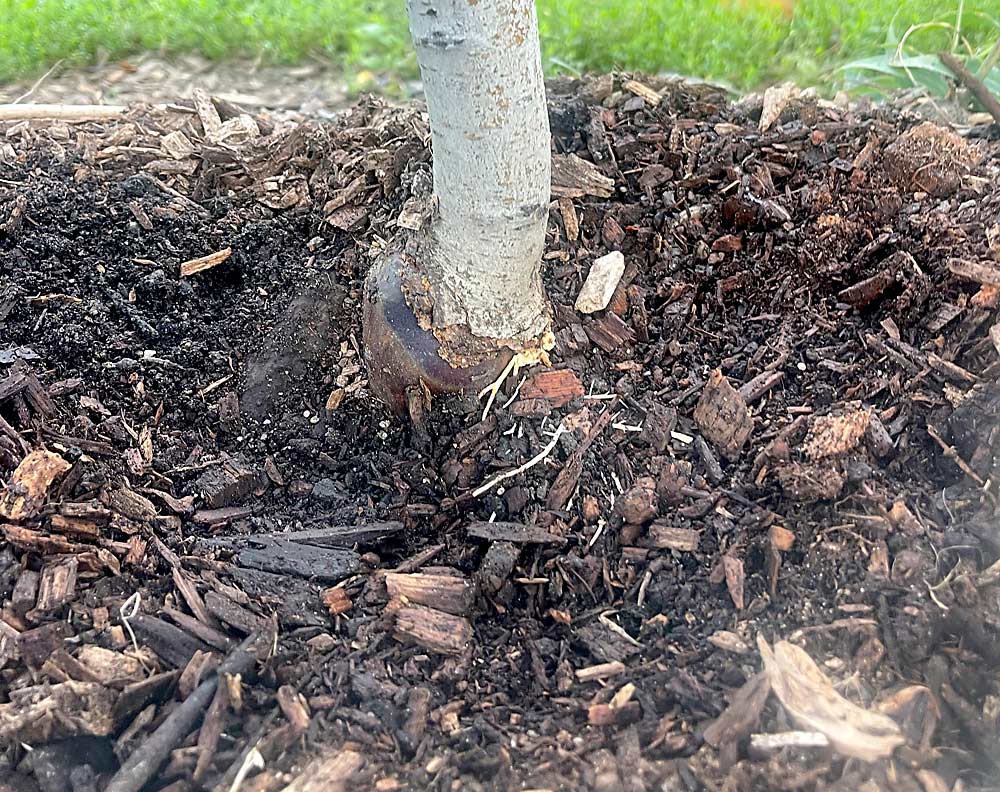 At his orchard, Tougas mounded compost and wood chips around his damaged trees to induce scion rooting. He’s also treating injured areas with fungicide. His girdled trees hadn’t collapsed as of December, but he’s worried it might happen this spring. (Courtesy Mo Tougas)