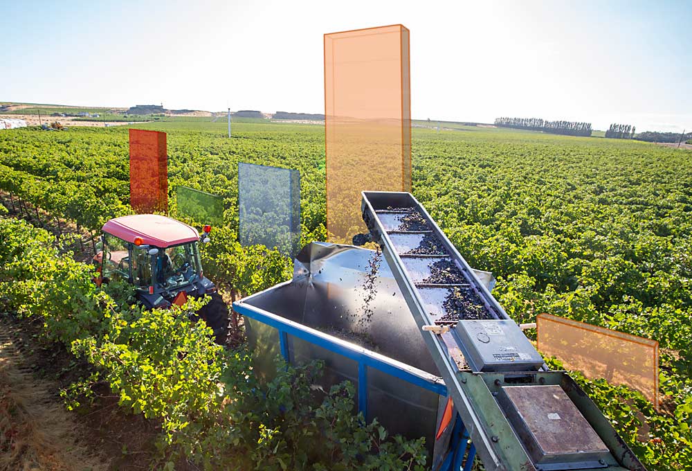What did it cost to produce these grapes? Labor tracking tools can now measure the investment in every pass — pruning, leafing, thinning — for every block so growers can make more data-driven decisions. (Photo illustration by TJ Mullinax/Good Fruit Grower)
