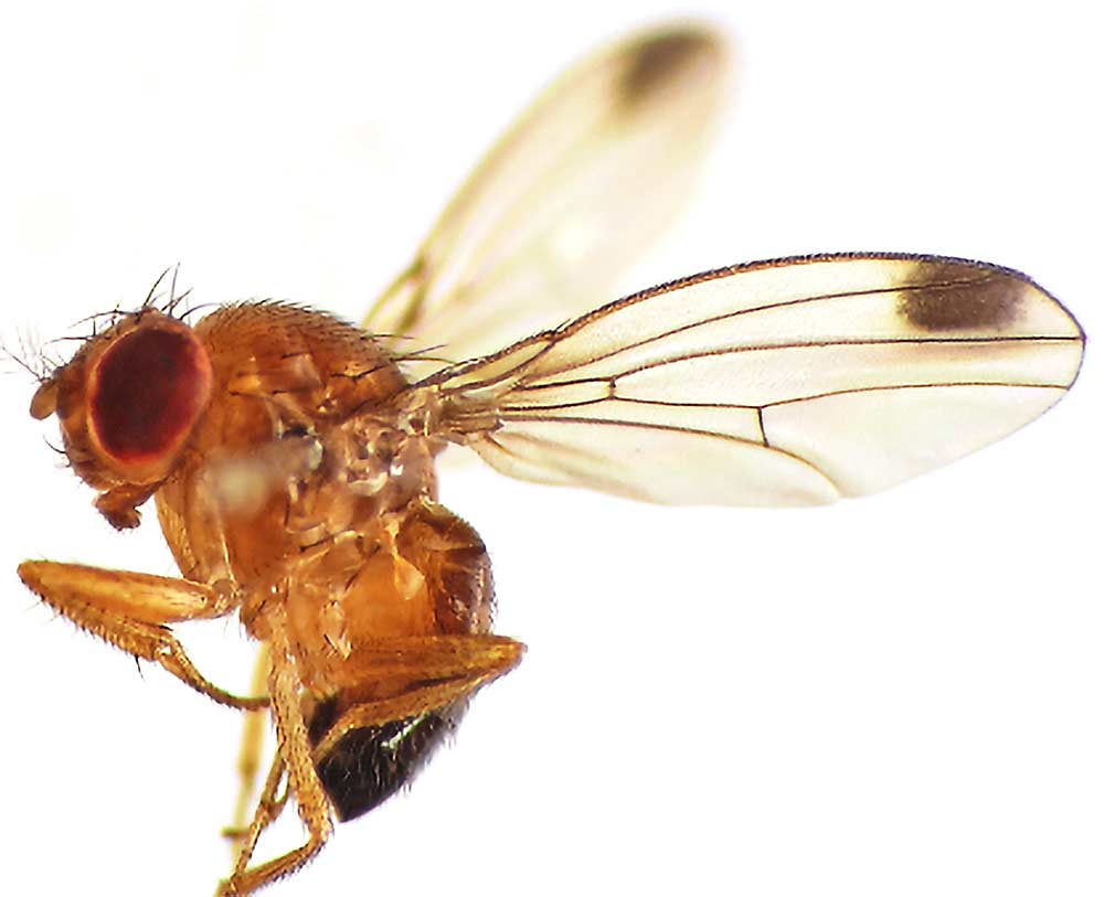 Agragene uses machine vision technology to distinguish male from female SWD. The male (shown here) has small bands, called sex combs, in the last section (tarsus) of his front legs. Males also typically have a spot on each wing; females lack the spots. (Courtesy Agragene)