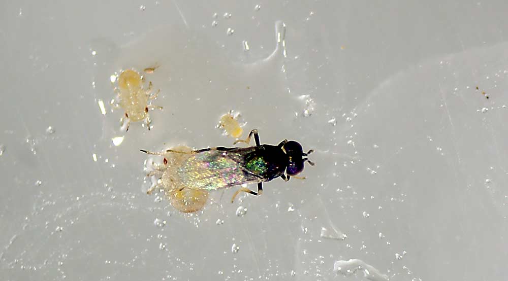 Trechnites insidiosus parasitizes a pear psylla. Research scientists Dave Horton and Rebecca Schmidt-Jeffris both study trechnites and how it can help growers keep psylla populations in check. (Courtesy USDA ARS-Wapato)