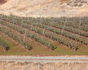 A new tree insurance program in development aims to help growers protect their investment in orchards, since costs have risen dramatically with high-density systems like this V-trellis planting in Kittitas County, Washington. (TJ Mullinax/Good Fruit Grower)