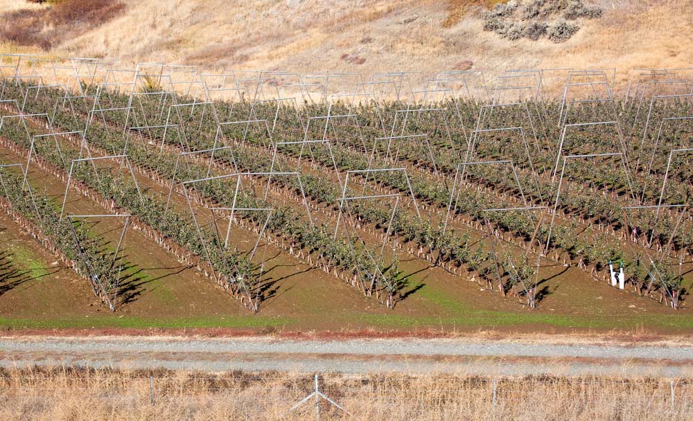 A new tree insurance program in development aims to help growers protect their investment in orchards, since costs have risen dramatically with high-density systems like this V-trellis planting in Kittitas County, Washington. (TJ Mullinax/Good Fruit Grower)