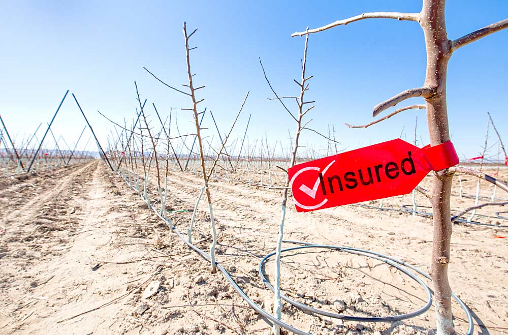 Through a new U.S. Department of Agriculture program that began this year, growers can now buy insurance for apple trees, not just the crops those trees produce. (Photo illustration by TJ Mullinax/Good Fruit Grower)