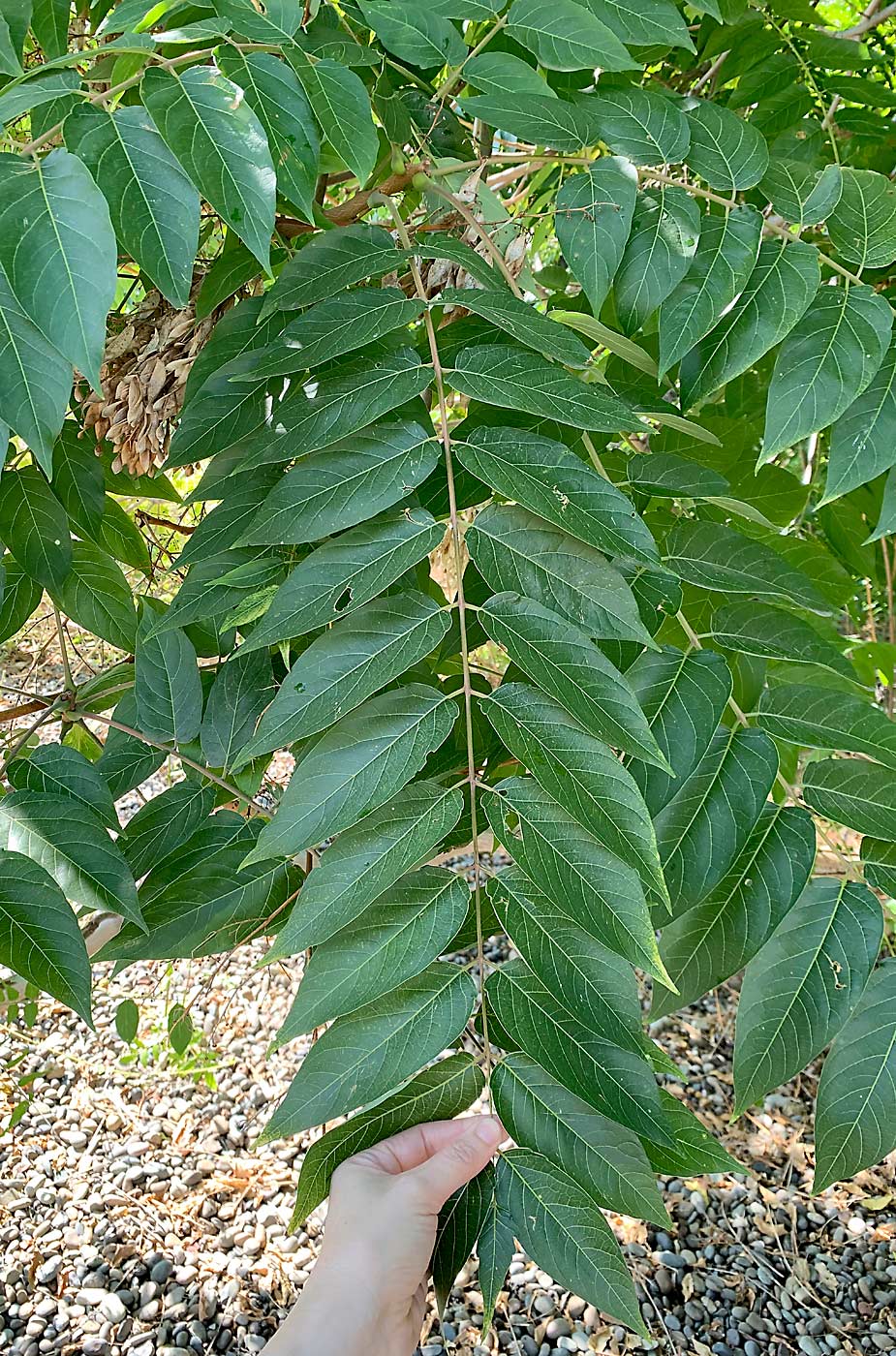 Tree of heaven, which has mostly smooth leaflets as shown, is often confused with black walnut and sumac, which have toothed, or serrated, leaflets. (Courtesy Washington State Noxious Weed Control Board)
