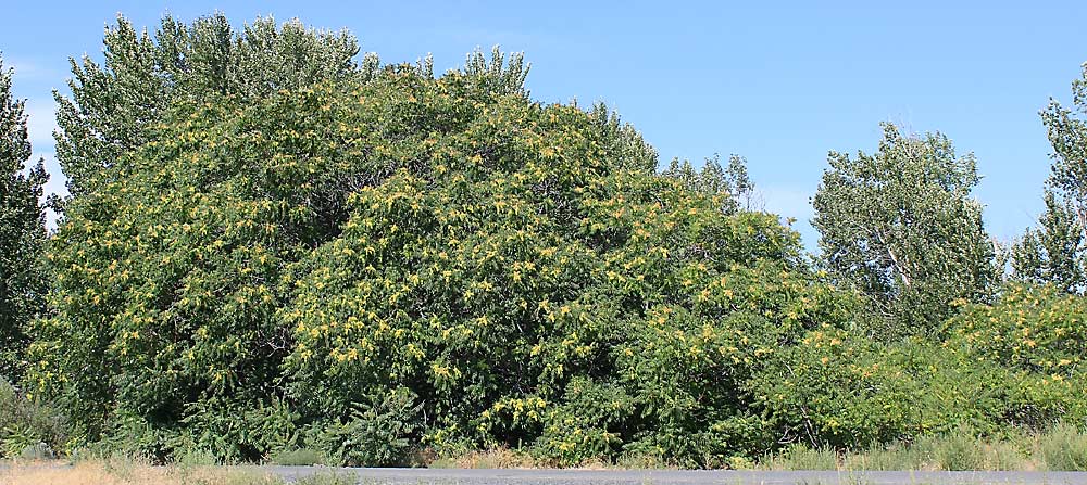 The state of Washington is asking residents to eradicate tree of heaven and report sightings to help prevent the spread of spotted lanternfly. Both are invasive pests that threaten the state’s wine grape industry. (Courtesy Washington State Noxious Weed Control Board)