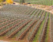 Washington orchards will welcome visitors from the international fruit tree industry this summer at two events, showcasing orchard innovations and modern systems. (TJ Mullinax/Good Fruit Grower)