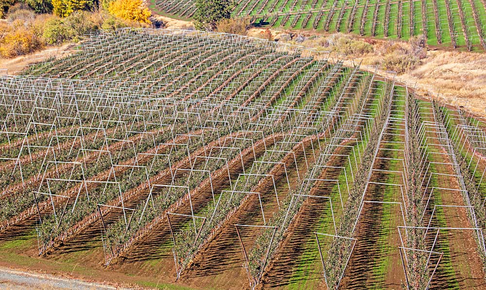 Washington orchards will welcome visitors from the international fruit tree industry this summer at two events, showcasing orchard innovations and modern systems. (TJ Mullinax/Good Fruit Grower)