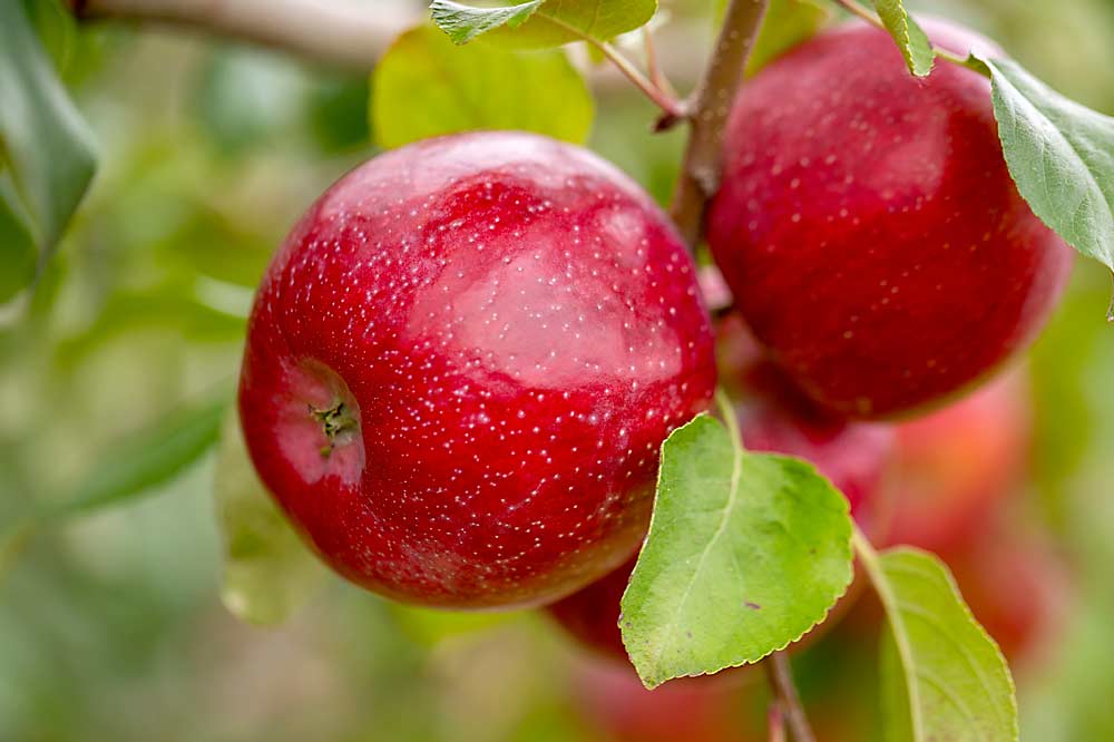 The University of Minnesota’s latest apple release, MN80 (trade name Triumph), has two genetic layers of scab resistance, which will make it a good fit for farm markets, organic growers and home gardeners. (Courtesy University of Minnesota/Dylan VanBoxtel)