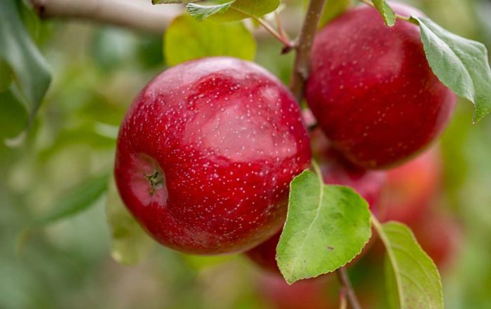 MN80, to be marketed as Triumph, is the latest apple released from the University of Minnesota’s apple breeding program. (Courtesy University of Minnesota)