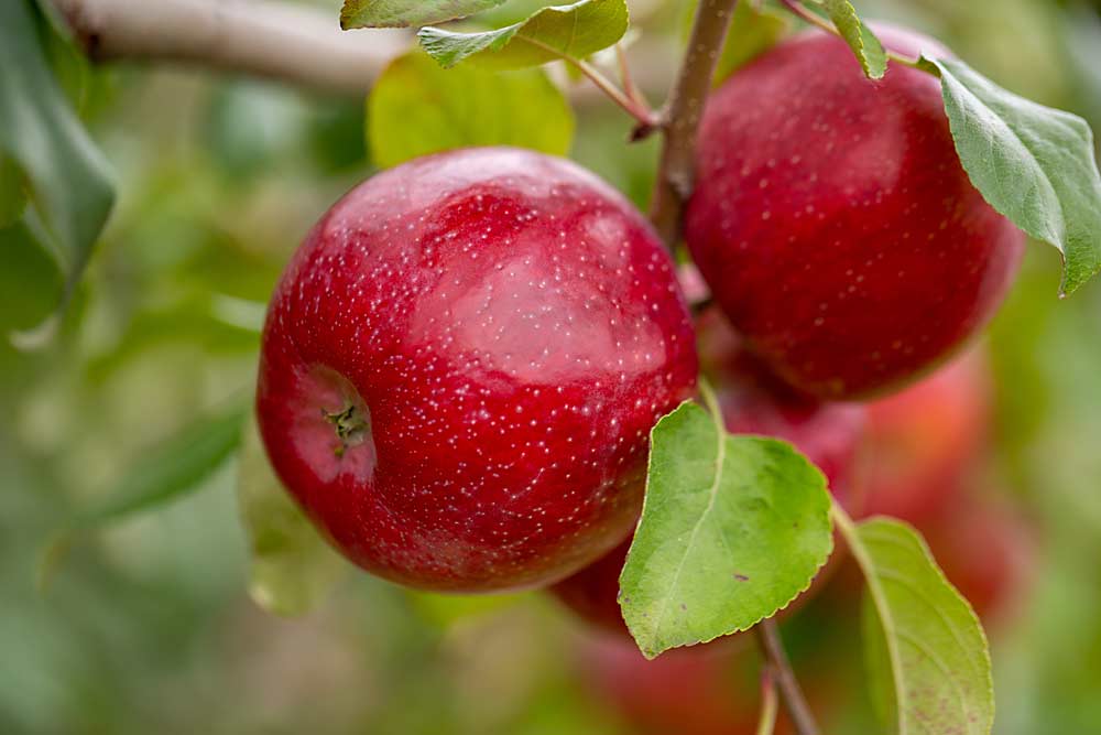 MN80 ، با عنوان Triumph به بازار عرضه می شود ، آخرین سیبی است که از برنامه تولید سیب دانشگاه مینه سوتا منتشر شده است.  (با مجوز از دانشگاه مینه سوتا)