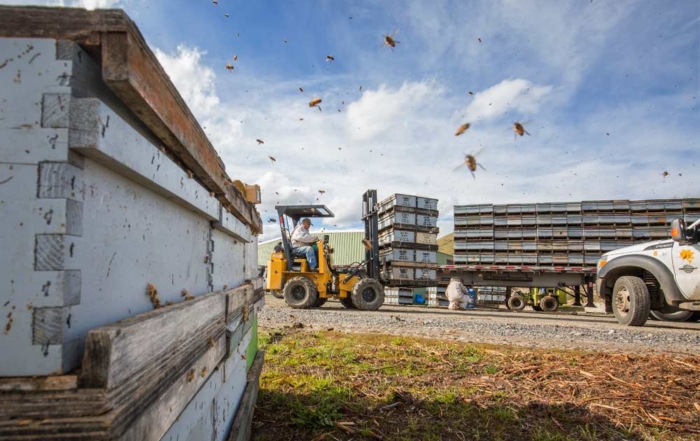 A load of honeybees arrives from California in April 2017 at Olson Orchards in Selah, Washington, on April 13, 2017. Beekeepers worry that new federal rules mandating the use of electronic logging devices taking effect this month will make hauling bees harder and more expensive. (TJ Mullinax/Good Fruit Grower)
