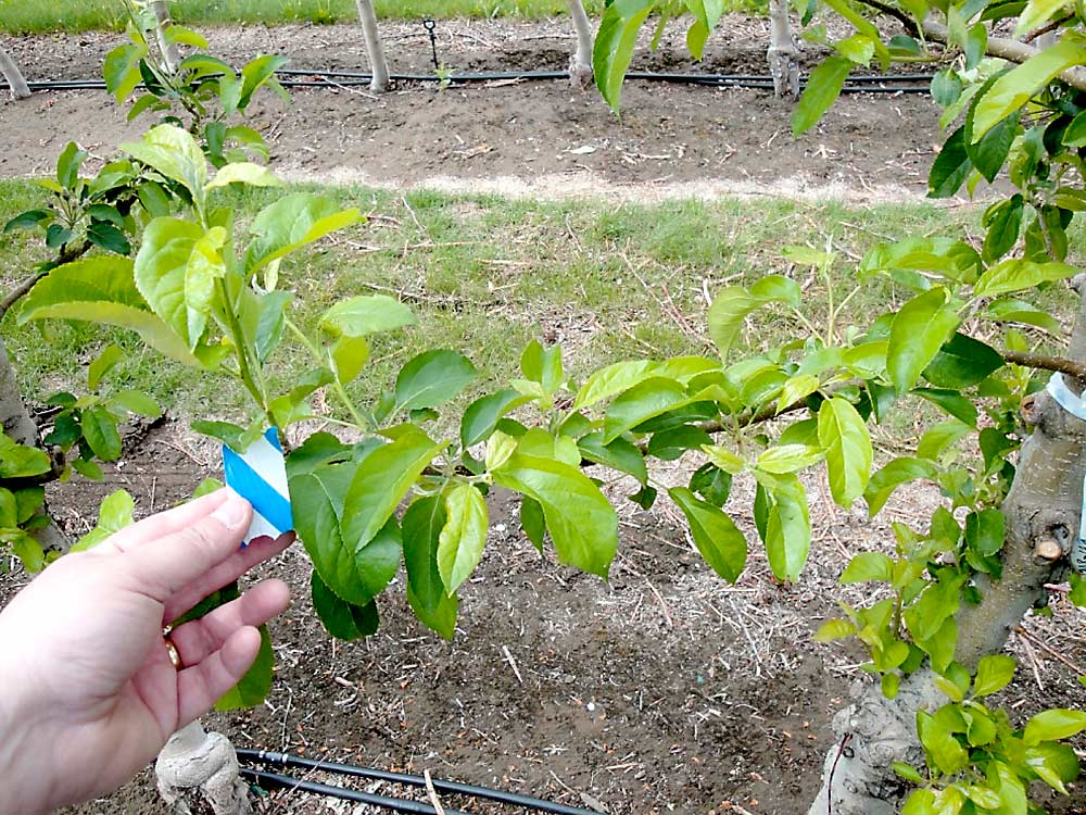 Metamitron is a herbicide that thins by virtue of pausing photosynthesis to create a carbohydrate deficit. It can also cause some phytotoxicity, as seen here, but trees in research trials typically recover quickly, Schmidt said. (Courtesy Tory Schmidt/Washington Tree Fruit Research Commission)