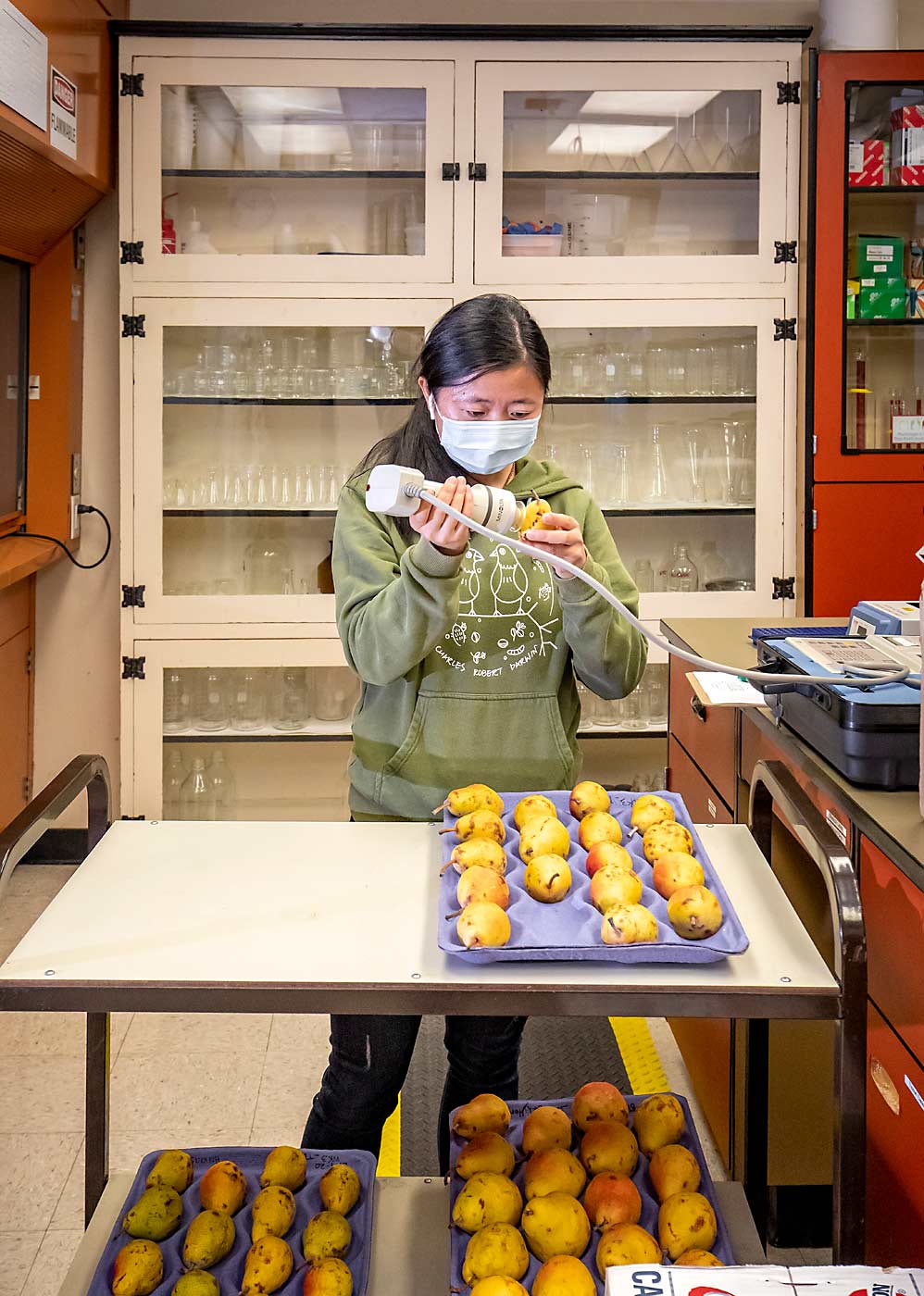 Huiting Zhang color grades Bartlett pear samples with a laboratory spectrophotometer to analyze ripening responses at the USDA-ARS facility in Wenatchee, Washington. The data points join millions of others as computer models try to tease out what genetic activity controls ripening response. (TJ Mullinax/Good Fruit Grower)