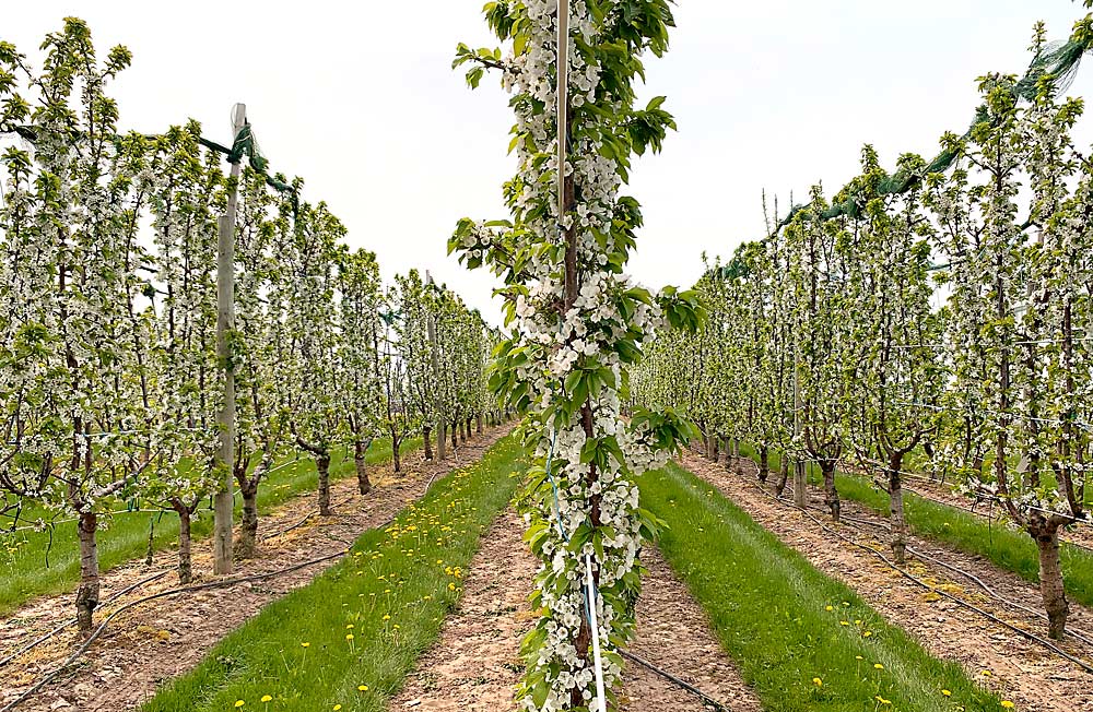 A UFO cherry trial at MSU’s Clarksville Research Center in May 2022. With its two-dimensional canopy and greater access to sunlight, the UFO system is productive, labor-efficient and mechanization-friendly, Greg Lang said. (Courtesy Greg Lang/Michigan State University)