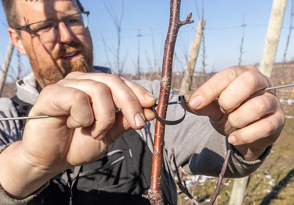 Schweitzer adjusts a Kiwi Klip in his UFO block. He discovered the clip-on ties during a trip to New Zealand. They’re much easier to work with than more permanent ties, he said. (Matt Milkovich/Good Fruit Grower)