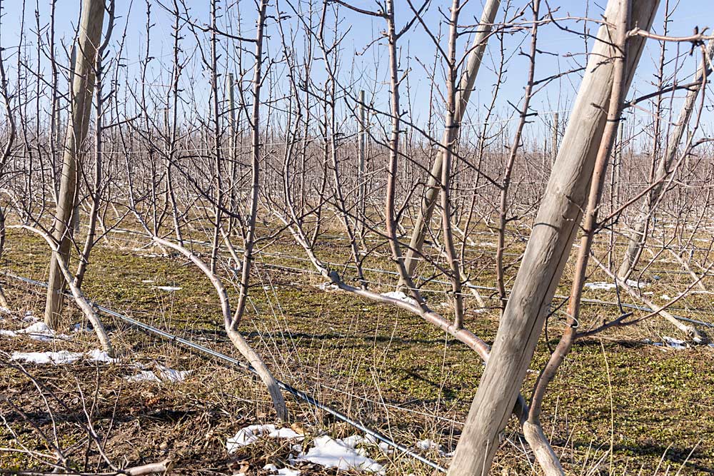 Schweitzer planted the UFO trees at roughly a 45-degree angle and tied them to the bottom wire of a seven-wire trellis. The 2018 block has yet to reach full production. (Matt Milkovich/Good Fruit Grower)