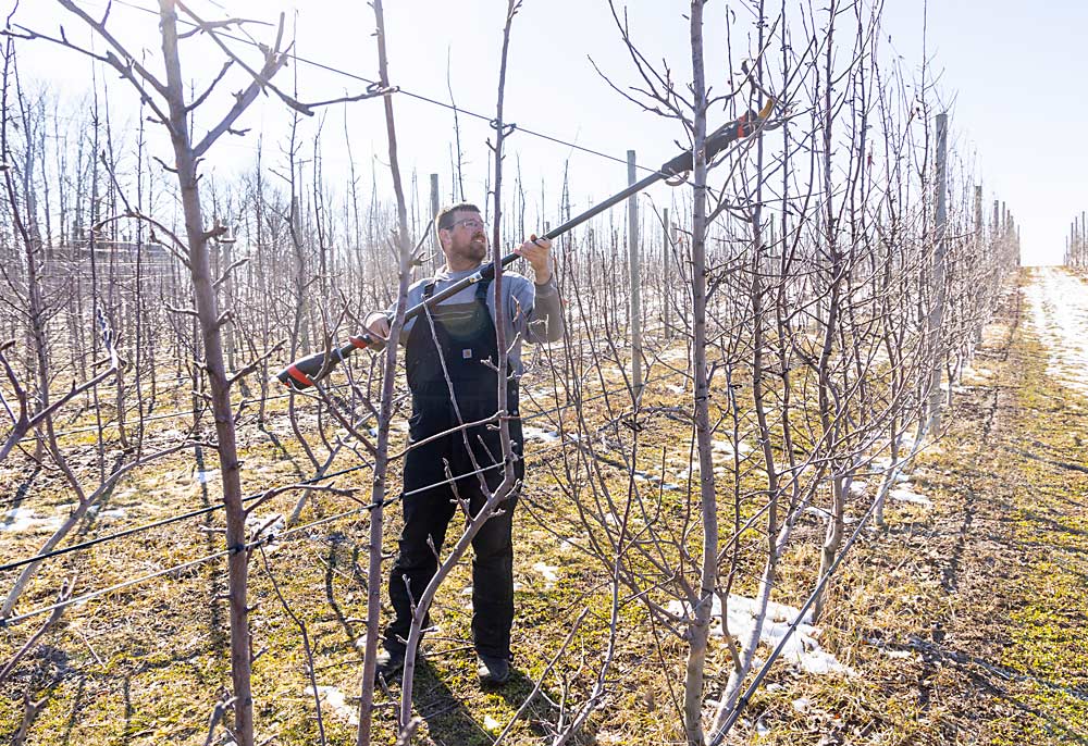 Grower Nick Schweitzer pruning his UFO apple block in Sparta, Michigan, in March. He planted the UFO block, as well as an adjacent high-density spindle block, in 2018. He plans to compare the performance of both blocks. (Matt Milkovich/Good Fruit Grower)