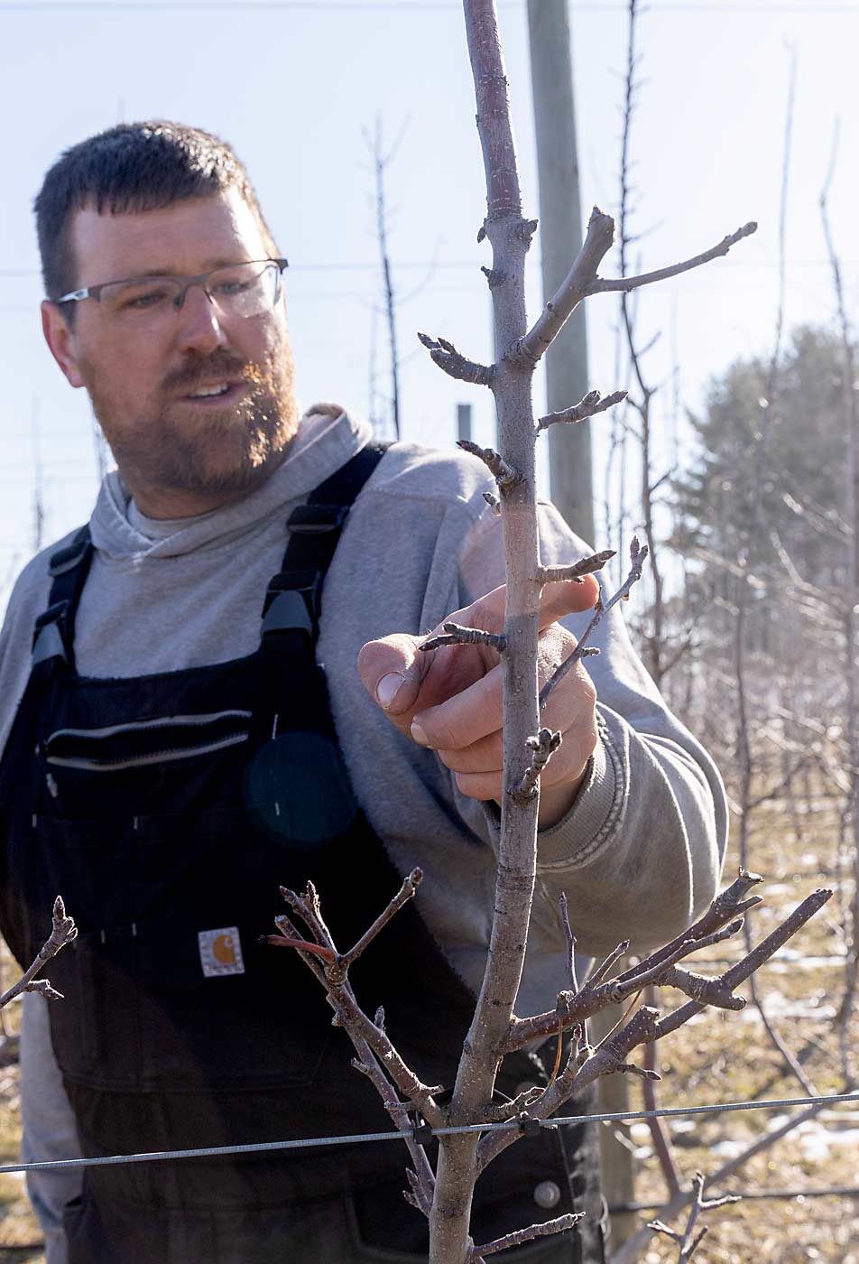 Schweitzer aims for six vertical leaders per UFO tree, with short fruiting branches. The Gala and Fuji trees are spaced 6 by 11 feet on B.9 rootstock, giving each leader about a foot of space to fill. He’s still figuring out the ideal apple count per leader. (Matt Milkovich/Good Fruit Grower)