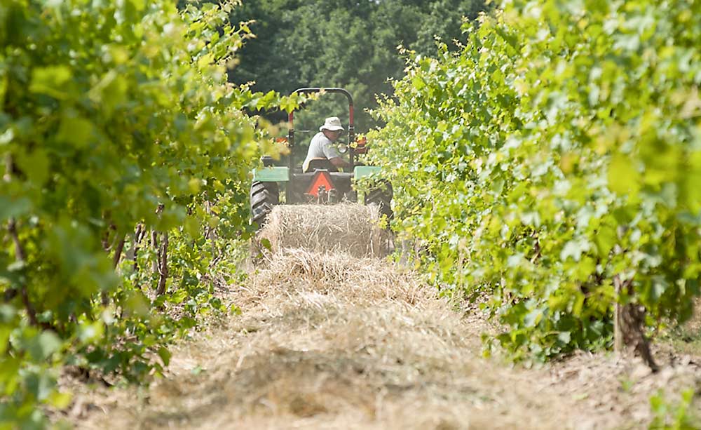 Unrolling hay mulch between vineyard rows at Hunt Country Vineyards in the Finger Lakes region of New York, just one example of the winery’s sustainability practices. (Courtesy Hunt Country Vineyards)
