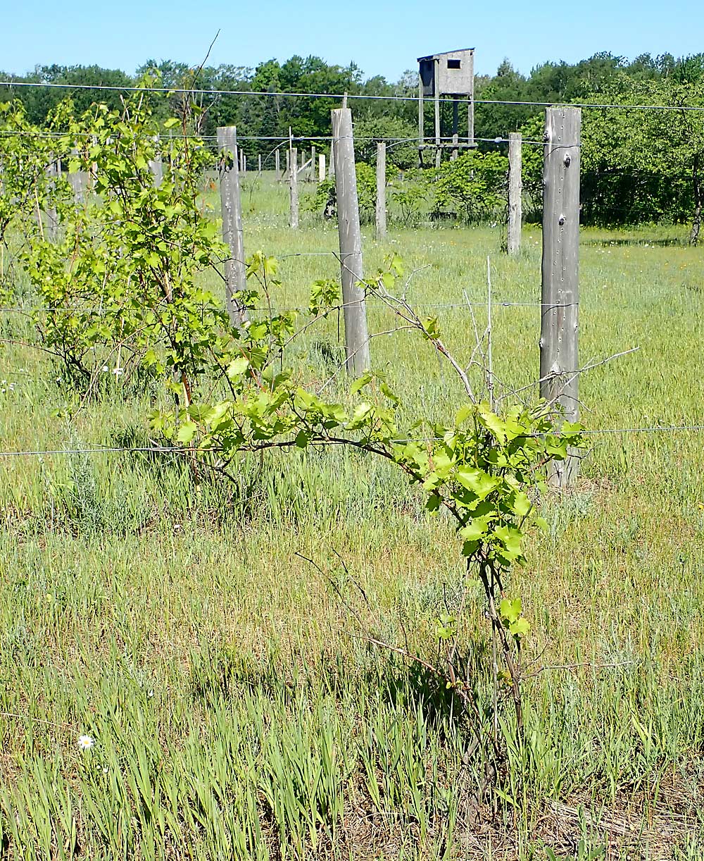 End of the Road Winery grows a variety of cold-hardy grapes, including Marquette and Frontenac, which is shown here. Deer pose a problem for the eastern Upper Peninsula vineyard, and the owners recount occasions when the deer have come in from the forests around the vineyard and eaten more than a ton of grapes in just a couple of days. (Leslie Mertz/for Good Fruit Grower)