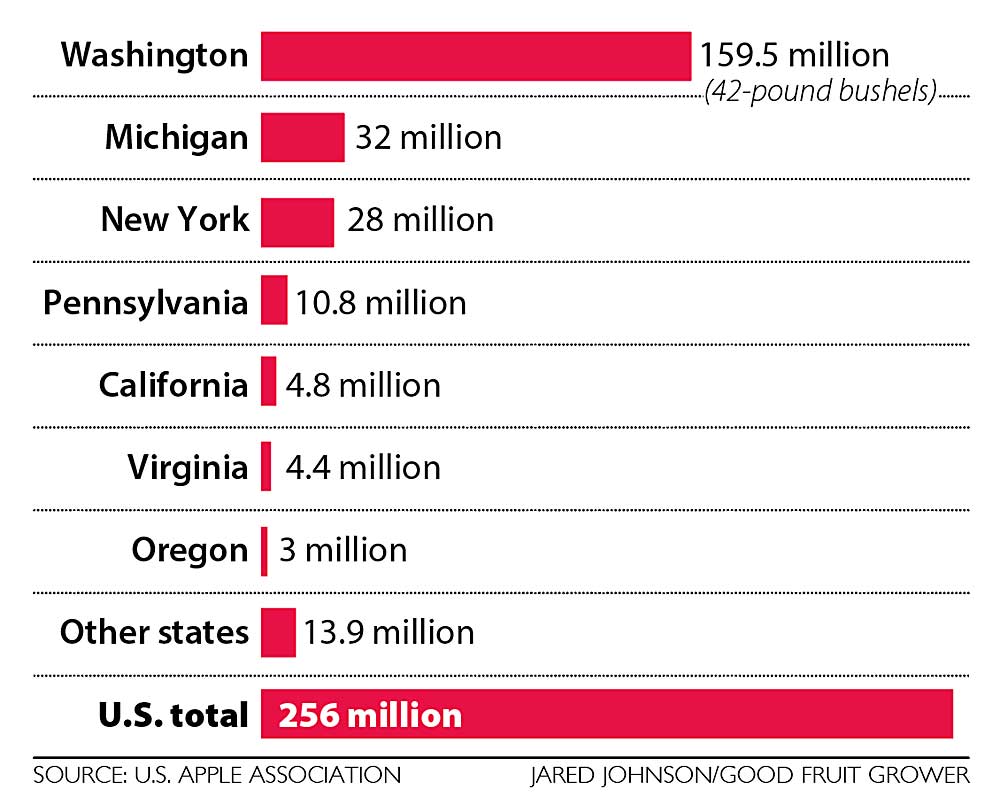 The 2023–24 apple crop estimate from the U.S. Apple Association. (Source: U.S. Apple Association; Graphic: Jared Johnson/Good Fruit Grower)