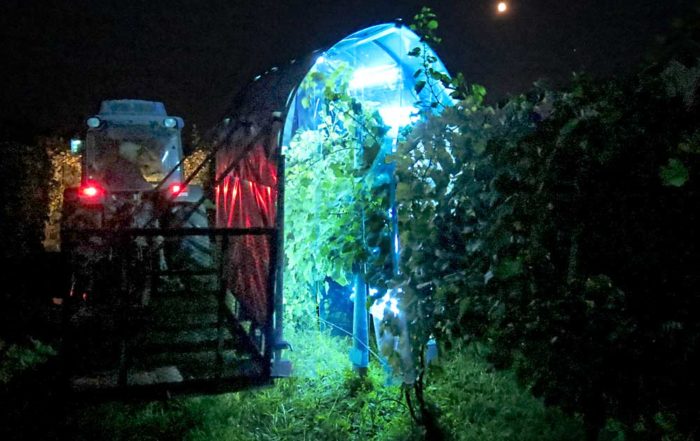 An experimental “light sprayer” shines shortwave ultraviolet light on the canopy of a Cornell University vineyard to kill powdery mildew. At night, the fungal pathogen’s natural defensive mechanism against UV light is off, so a small burst of light is all it takes to disrupt the pathogen’s DNA, said Cornell University pathologist David Gadoury. (Courtesy David Gadoury/Cornell University)
