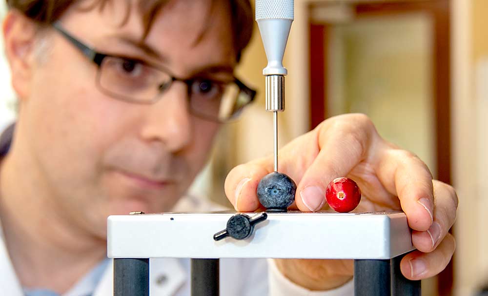 Massimo Iorizzo, associate professor of plant genetics at North Carolina State University, measures blueberry texture in a lab. To date, little work has been done to understand which texture components contribute to improved fruit quality in blueberry. As director of the Vaccinium Coordinated Agricultural Project, Iorizzo hopes to improve that understanding. (Courtesy Becky Lane/North Carolina State University)