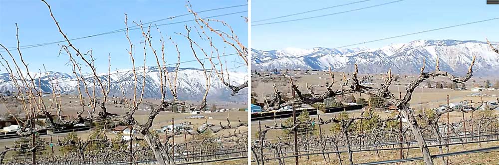 A vertical shoot positioning training system for wine grapes in Manson, Washington. (Courtesy Don Phelps/Hard Row to Hoe Vineyards)