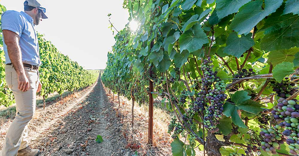 To increase yields in more production-focused vineyards, Alex Cabrera of Results Partners has found success by modifying existing plantings with this style of double up or quad up system. A second fruiting cane is laid along a second wire to increase production with the same inputs. (TJ Mullinax/Good Fruit Grower)