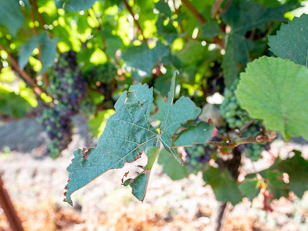 Mechanized leafing with an air pulse machine doesn’t look “as perfect” as hand leafing, but it reduces production costs in this Pinot Noir block, Cabrera said. (TJ Mullinax/Good Fruit Grower)
