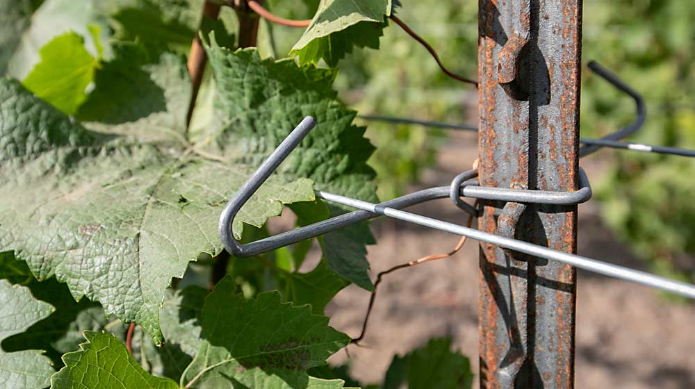 These 8-inch-wide clips leave more room to tuck shoots between fixed wires, an approach Cabrera has found requires fewer passes than moving wires. Also note the strong T-posts, chosen for this block that is intended to carry more crop and have more mechanized management. (TJ Mullinax/Good Fruit Grower)