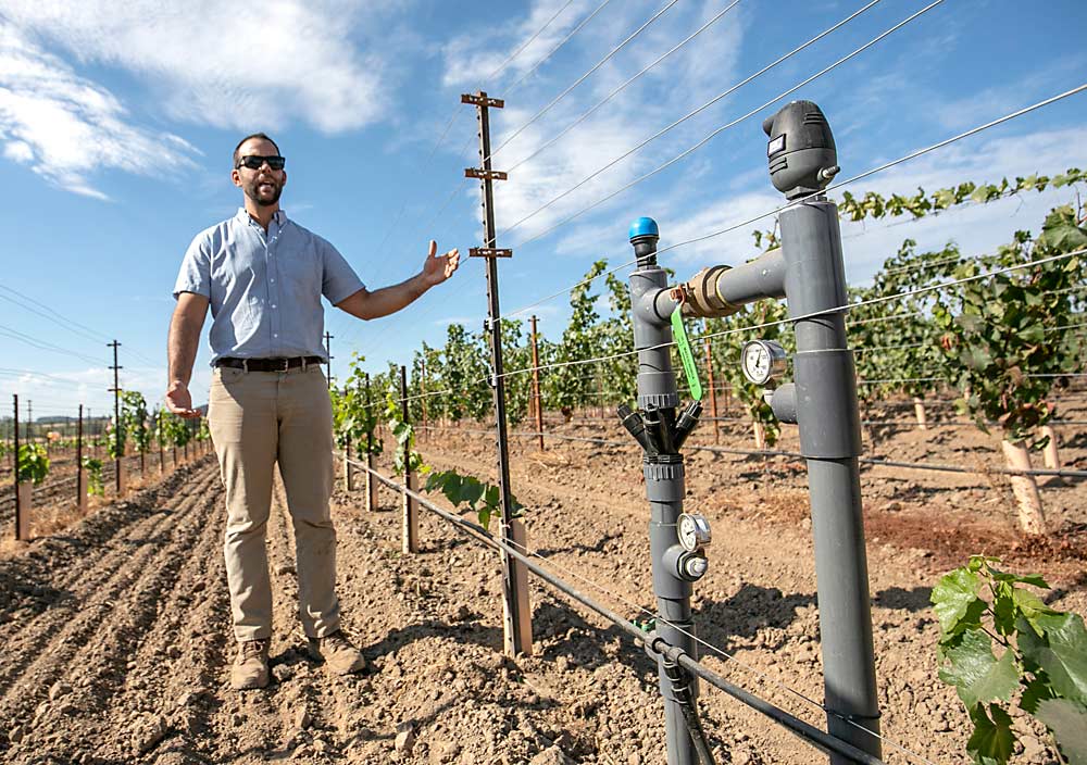 Growers rarely irrigate after establishment in the Willamette Valley, but for vineyards that want to consistently target higher yields, irrigation makes sense, Cabrera said. This new planting of Pinot Noir at Huntington Hill Vineyard also features fixed wires and sturdy crossarms to support mechanization. (TJ Mullinax/Good Fruit Grower)