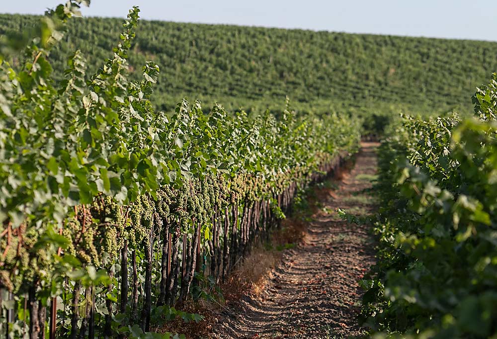 “It’s amazing the efficiencies we can get with long rows and less slopes,” Cabrera said of SeaBreeze Vineyard near Perrydale, Oregon. This Pinot Gris block is trained with a hybrid flop approach that allows the fruit good morning sun but protection from the afternoon heat, and it requires just two passes — one to tuck shoots inside the first wire above the fruit zone and another to push over the rest, he said. (TJ Mullinax/Good Fruit Grower)