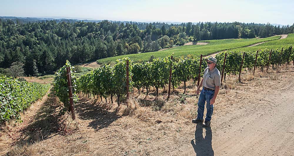 Like many of the destination wineries in Oregon’s Willamette Valley, Fairsing Vineyard in Yamhill is scenic and meticulously managed, but the steep slopes and high-density planting leave few options for mechanization as vineyard owners face rising labor costs, according to Daniel Fey, president of vineyard management company Results Partners. (TJ Mullinax/Good Fruit Grower)