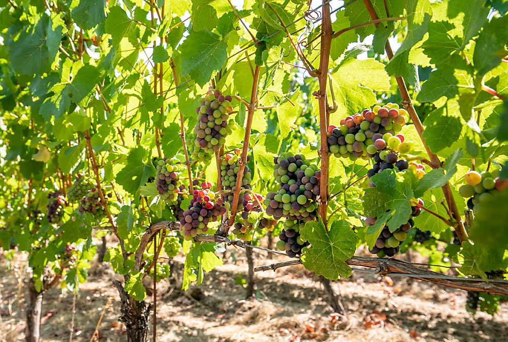 Pinot Noir clusters ripen in early September 2022 at Fairsing Vineyard. The careful shoot positioning and leafing that went into this block, planted at 6 feet by 3 feet, requires a lot of hand labor. (TJ Mullinax/Good Fruit Grower)