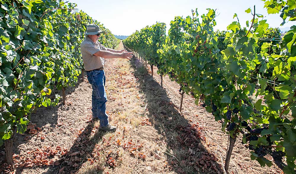 At neighboring Saffron Fields Vineyard in Yamhill, a lower-density planting at 8 feet by 5 feet reduces farming costs but produces similar yield, Fey said. He recommends new vineyard owners consider such efficiencies when planting. (TJ Mullinax/Good Fruit Grower)