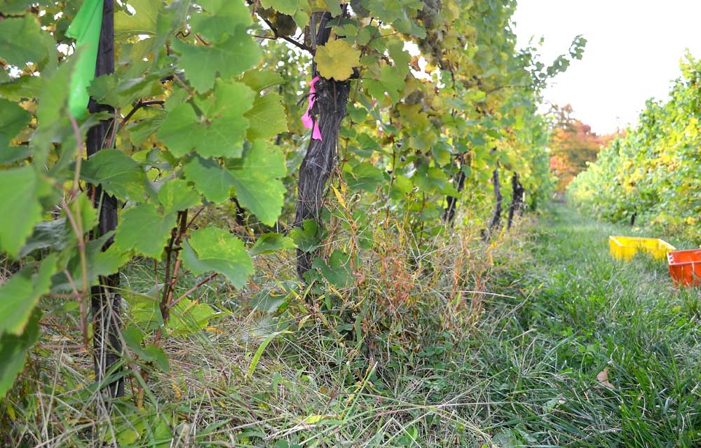One way for growers to try cover crops beneath their vines is simply to stop trying to maintain bare ground and allow the weeds or “native vegetation” to come up on their own. (Courtesy of Ming-Yi Chou)
