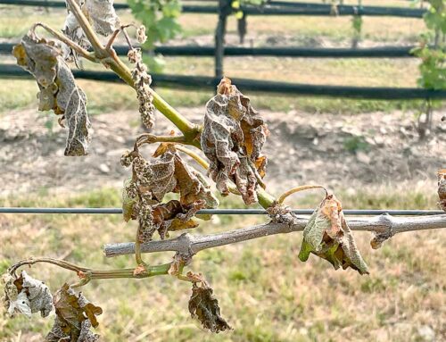 Managing frost threats in the vineyard