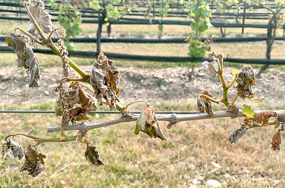 Cold injury to grapevines, like that seen here in a Pennsylvania vineyard, is becoming a likelier problem as winters become milder but final frost dates remain unchanged. (Courtesy Cain Hickey/Penn State University)