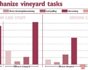 Case studies of two large Washington vineyards and two smaller Oregon vineyards found that growers who purchase machines to mechanize common tasks will see savings compared to those who rely on hand labor. Mechanized harvesting offers the biggest return, with a profitability result of over $1,200 per acre each year in both a 500-acre vineyard and a 40-acre vineyard. Cane pruning was the only task not suited to mechanization. (Source: Clark Seavert, Oregon State University Graphic: Jared Johnson/Good Fruit Grower)