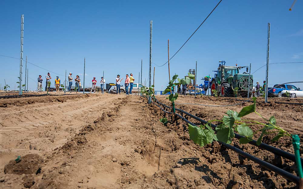 Planting the new research vineyard at Washington State University’s Prosser campus in June drew a crowd interested in both the planting machine from Vinomatos of Portugal and the soil health research planned for decades to come in the 4-acre block. (TJ Mullinax/Good Fruit Grower)