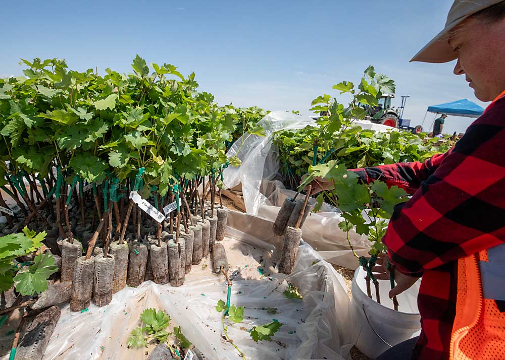 Katherine East, a former researcher with the U.S. Department of Agriculture’s soils lab in Prosser, organizes vines for planting in the complex research block design that features a rootstock trial and five soil management practices. (TJ Mullinax/Good Fruit Grower)