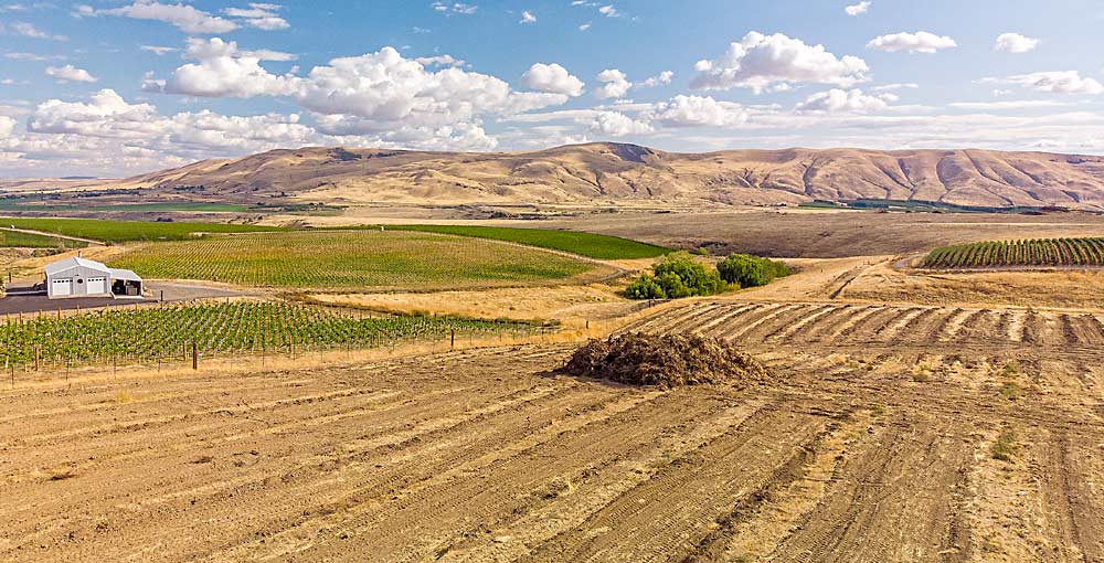 A vineyard is removed next to young vines near Benton City, Washington, in September 2019. Some aging vineyards have reached the end of their quality production, but growers who want to replant should consider the differences between replanting and planting on virgin ground, said Michelle Moyer of Washington State University. (TJ Mullinax/Good Fruit Grower)